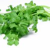 Cilantro