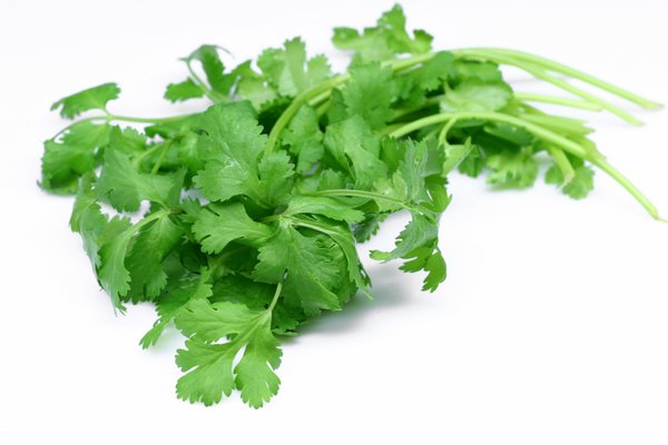 Cilantro